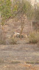 Gazella gazella