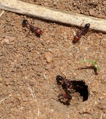 Tetramorium sericeiventre