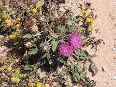 Crocodilium creticum