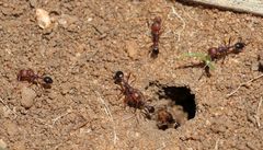 Tetramorium sericeiventre