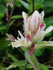 Castilleja pallida