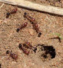 Tetramorium sericeiventre
