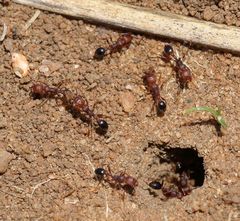 Tetramorium sericeiventre