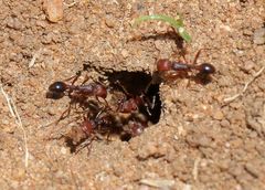 Tetramorium sericeiventre