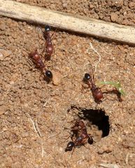 Tetramorium sericeiventre