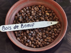 Polyscias maraisiana