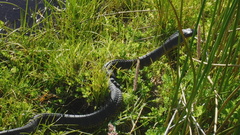 Notechis scutatus occidentalis