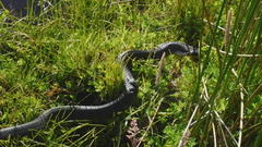 Notechis scutatus occidentalis