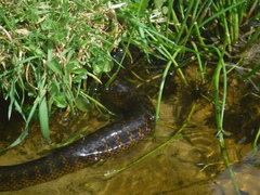 Notechis scutatus occidentalis