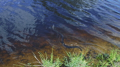 Notechis scutatus occidentalis