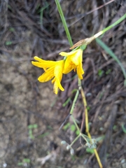 Narcissus cavanillesii
