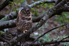 Strix occidentalis lucida