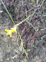 Narcissus cavanillesii