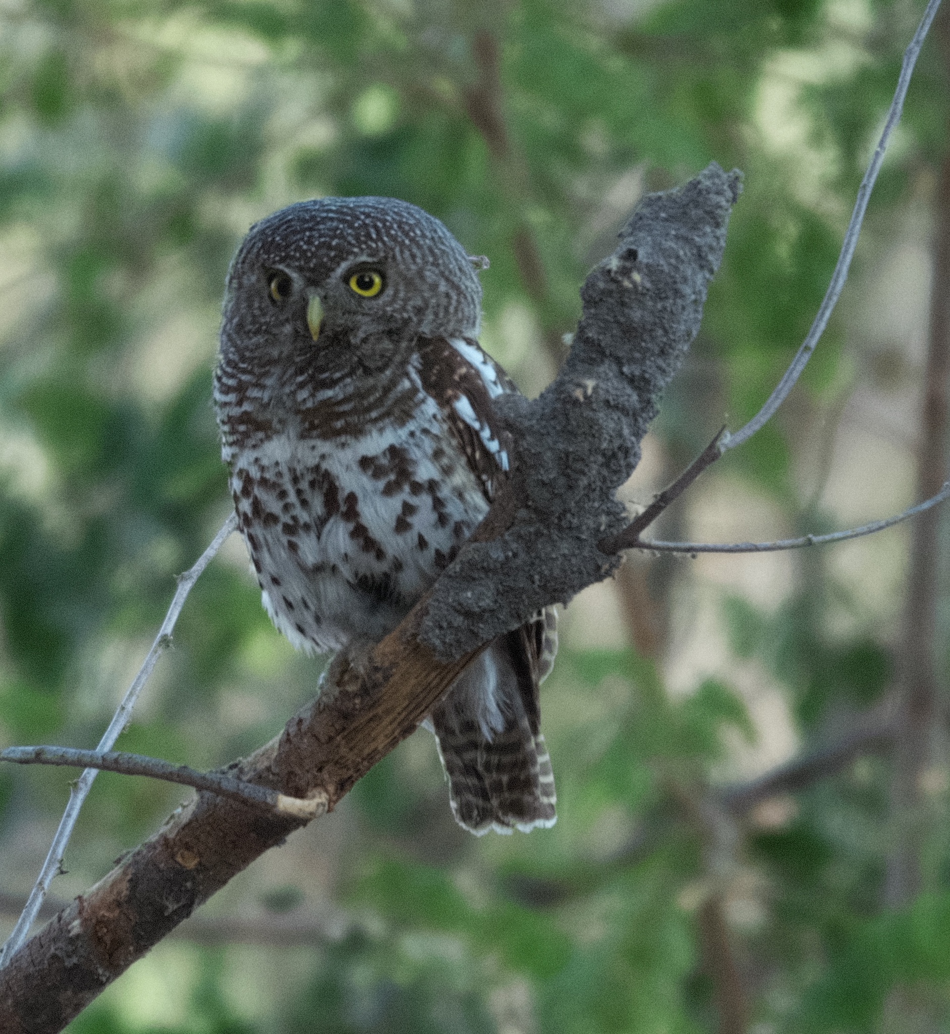 African Barred Owlet