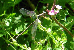 Lestes eurinus