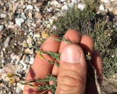 Lasiosiphon pedunculatus