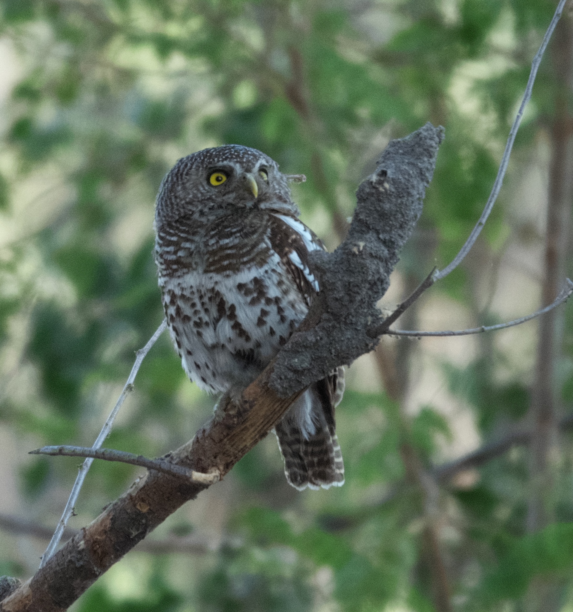 African Barred Owlet