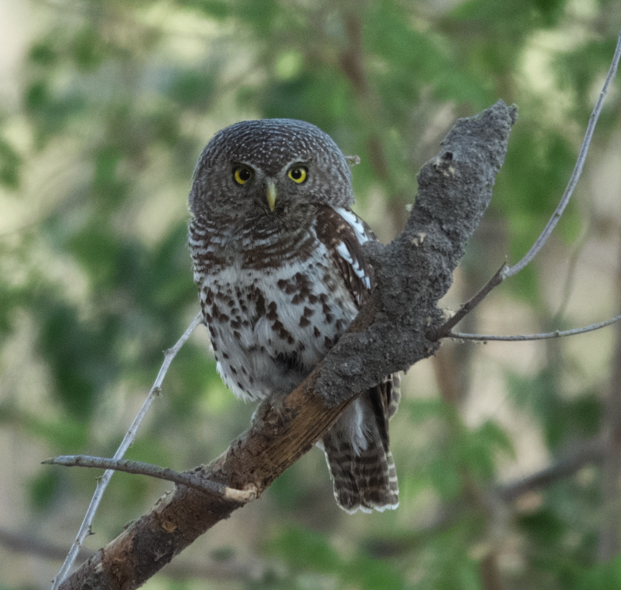African Barred Owlet