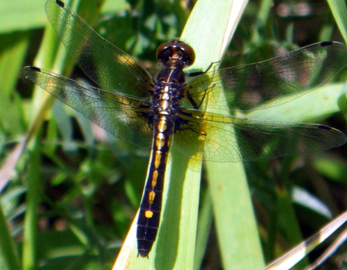 Dot-tailed Whiteface