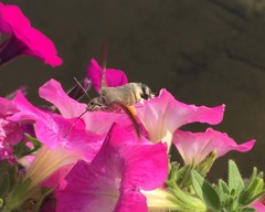 Macroglossum stellatarum