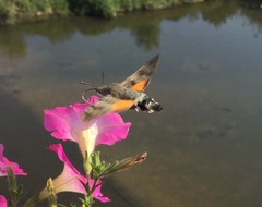 Macroglossum stellatarum