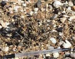 Antimima nordenstamii