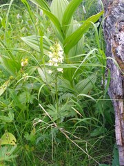 Pedicularis compacta