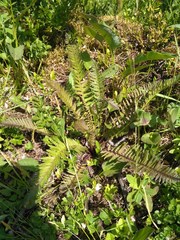 Pedicularis incarnata