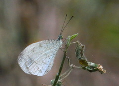 Leptosia nina niobe