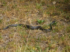 Notechis scutatus occidentalis