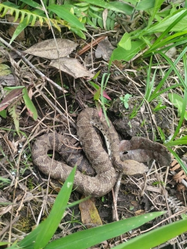 Bothrocophias myrringae