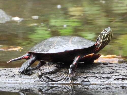 Painted Turtle