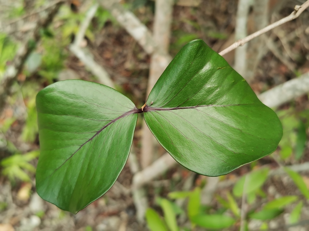 Eugenia lucida