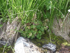 Micranthes nelsoniana aestivalis