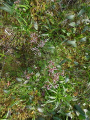 Micranthes melaleuca