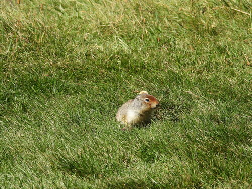Columbian Ground Squirrel observed by davidyyc
