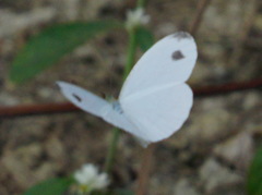 Leptosia nina niobe