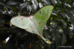 Actias selene