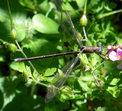 Lestes eurinus
