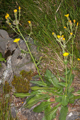 Hieracium amplexicaule