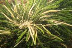 Caulerpa brownii