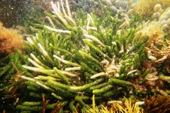 Caulerpa brownii