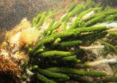 Caulerpa brownii