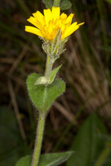 Hieracium amplexicaule