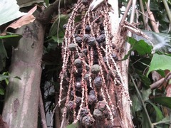 Caryota