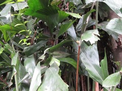 Caryota