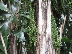 Caryota