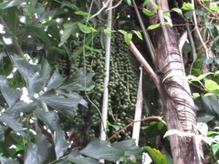 Caryota
