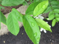 Wrightia religiosa