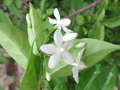 Wrightia religiosa